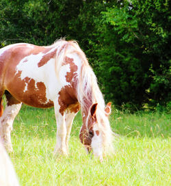 Gypsy horse standing in a field