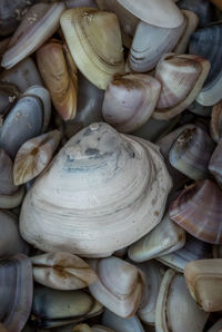 Full frame shot of shells for sale