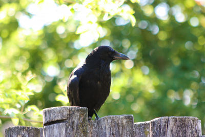 Close-up of bird perching on wooden post