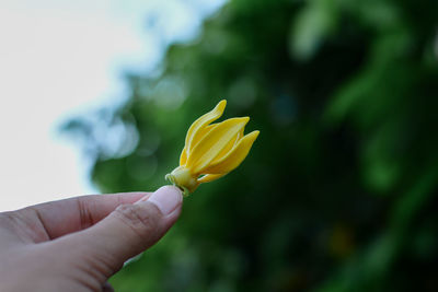 Close-up of hand holding yellow flower