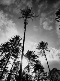 Low angle view of silhouette trees against sky