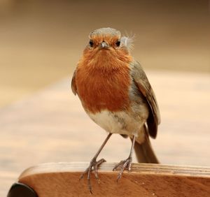 Close-up of bird perching on wood