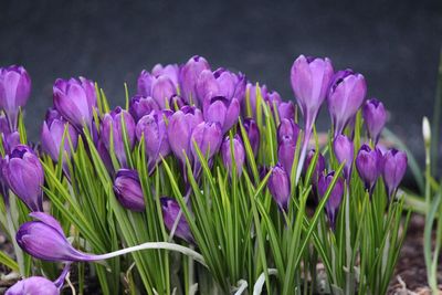 Close-up of purple crocus flowers on field