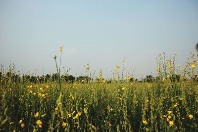 Scenic view of oilseed rape field against sky