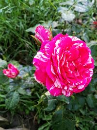 Close-up of pink rose