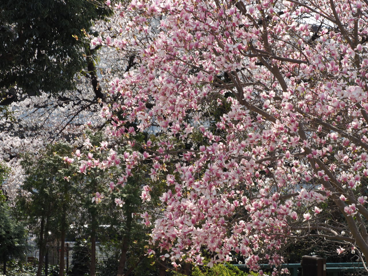 CLOSE-UP OF PINK CHERRY BLOSSOM