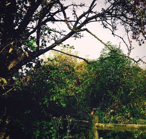 Plants growing on tree