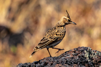 Close-up of bird perching on rock