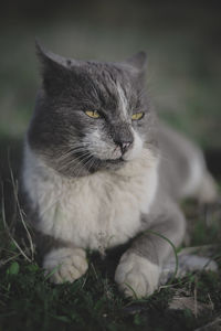 Close-up of cat outdoors