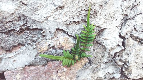 High angle view of plant