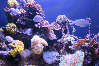 Close-up of coral swimming in sea