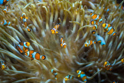 Fish swimming in sea