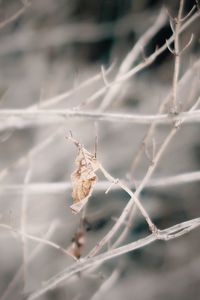 Close-up of dry leaf on twig