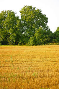 Scenic view of field against clear sky