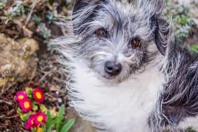 Close-up portrait of a dog