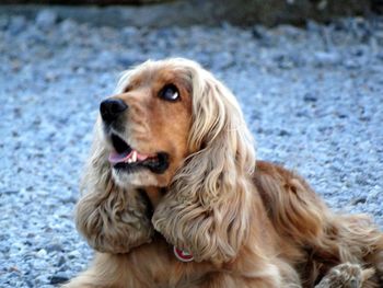 Close-up of a dog looking away