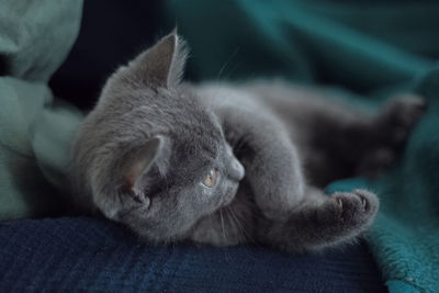 Close-up of playful gray kitten on bed