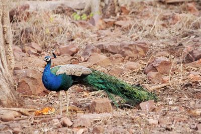 Peacock in a field