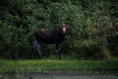 Moose standing on lakeshore against trees in forest