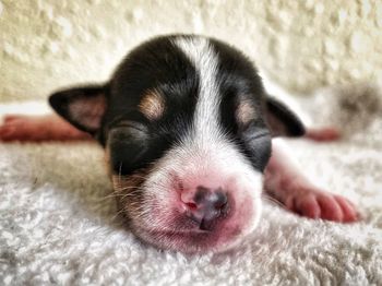 Close-up of puppy sleeping