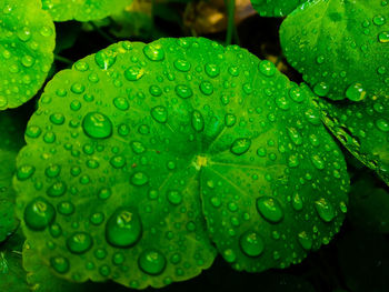 Close-up of raindrops on leaves