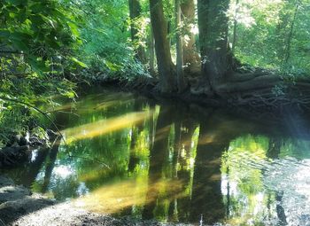 Reflection of trees in forest