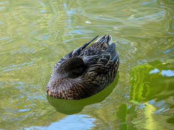 Duck swimming in lake