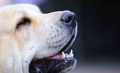 Close-up of dog looking away