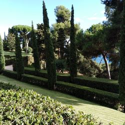 Trees in park