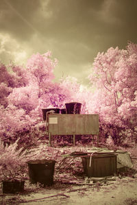 Pink cherry blossoms in spring against sky