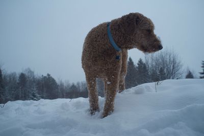 Goldendoodle standing on snowy field against sky during snowfall