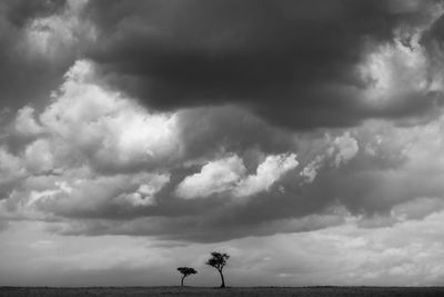 The dramatic skies of the masai mara paint the scene. dotted with two trees in the distance,