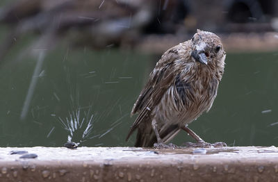 Sparrow ignore a large splash of rain during shower.