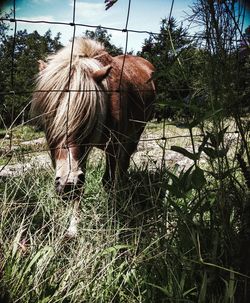 Built structure on field