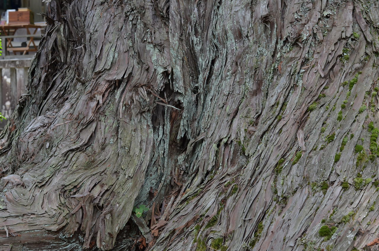 tree, tree trunk, textured, rough, nature, tranquility, rock formation, backgrounds, full frame, bark, day, outdoors, natural pattern, no people, beauty in nature, close-up, growth, woodland, tranquil scene, scenics, non-urban scene, idyllic, landscape