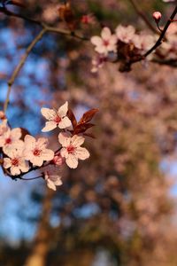 Close-up of cherry blossoms in spring