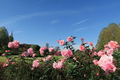 Close-up of pink flowering plants against blue sky