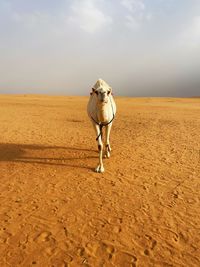 Horse standing on field against sky