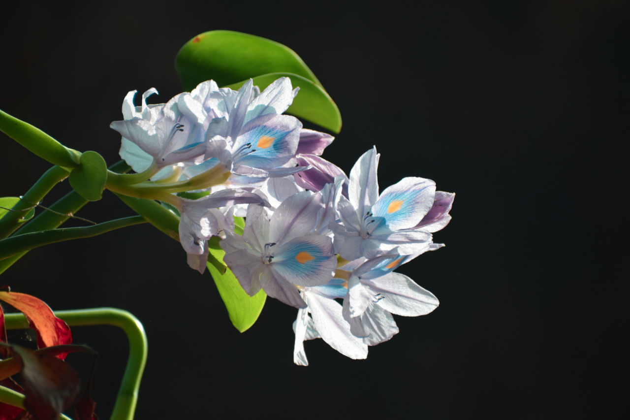 flower, flowering plant, plant, black background, beauty in nature, petal, fragility, freshness, nature, flower head, close-up, macro photography, inflorescence, growth, studio shot, blossom, no people, indoors, green, botany