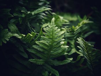 Close-up of fresh green leaves