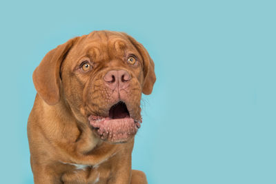 Close-up portrait of dog sticking out tongue against blue background