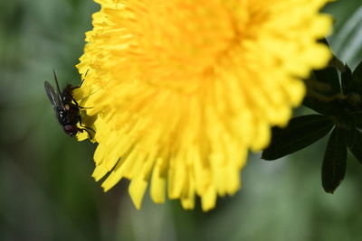 Close-up of insect on yellow flower