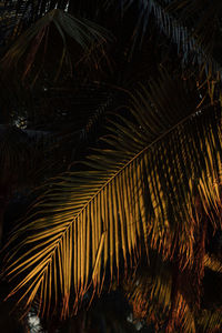 Close-up of palm tree leaves at night