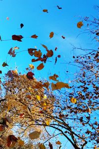 Low angle view of leaves on tree against blue sky