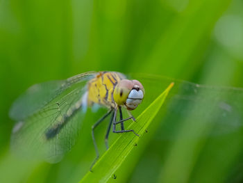 Close-up of insect on leaf