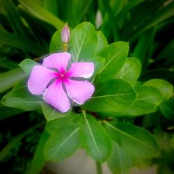 Close-up of purple flowers