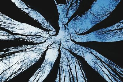 Low angle view of bare trees against sky