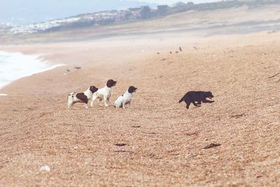 View of dogs on beach