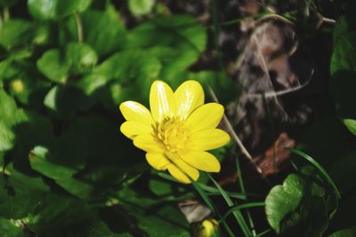 Close-up of yellow flower blooming outdoors