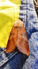 Close-up of dry leaf on ground